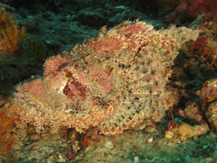 Scorpaenopsis oxycephala